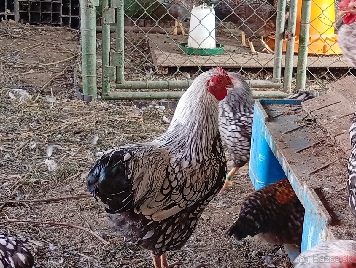 Predám zdrobnelé wyandotky