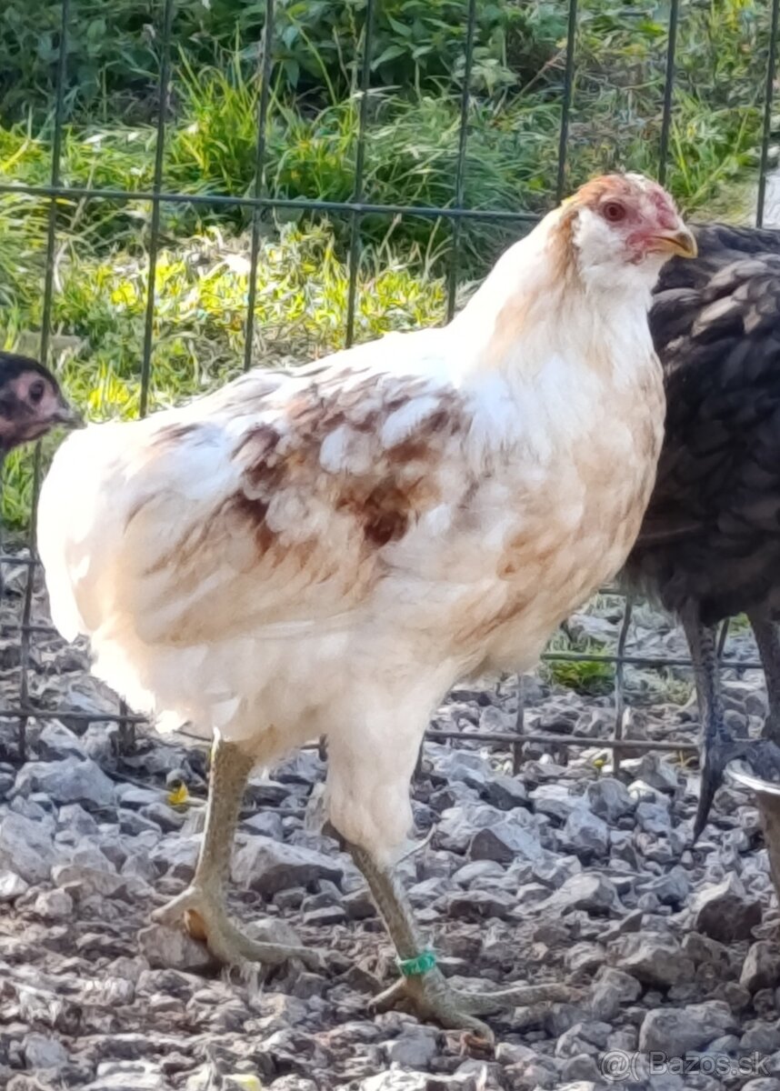Araucana fuzata