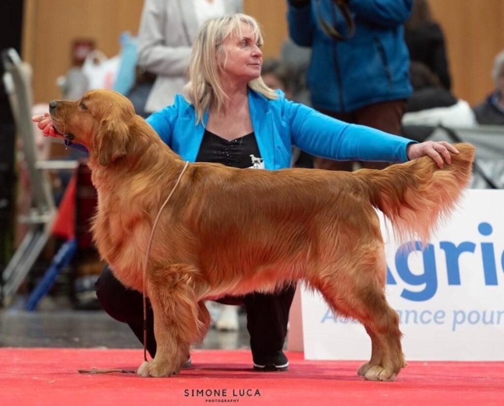 Zlatý Retriever / Golden Retriever s PP