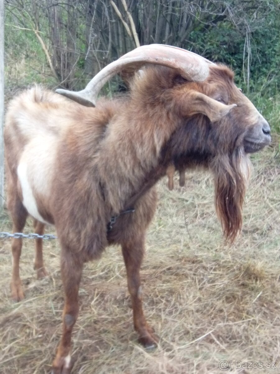 Darujem capa