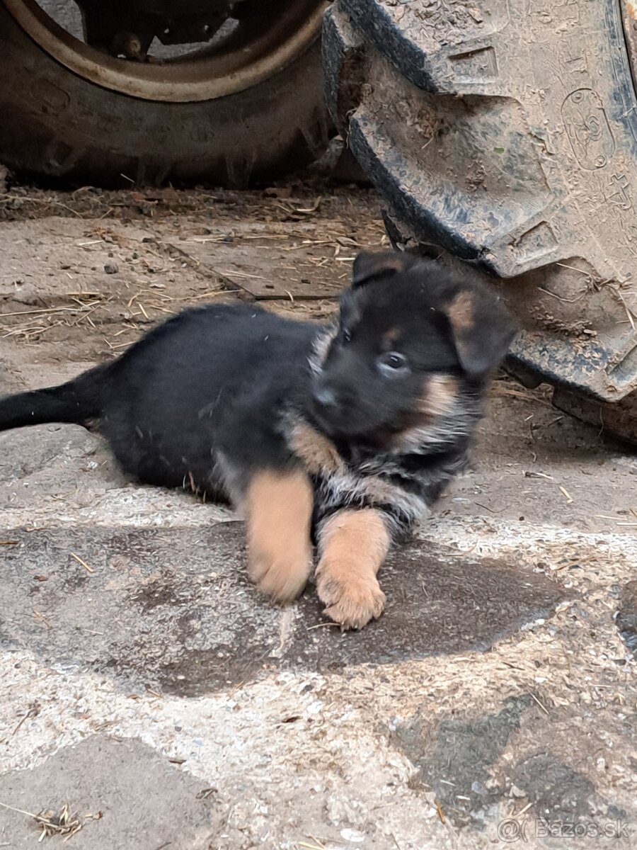 Predám šteňatá nemevký ovčiak