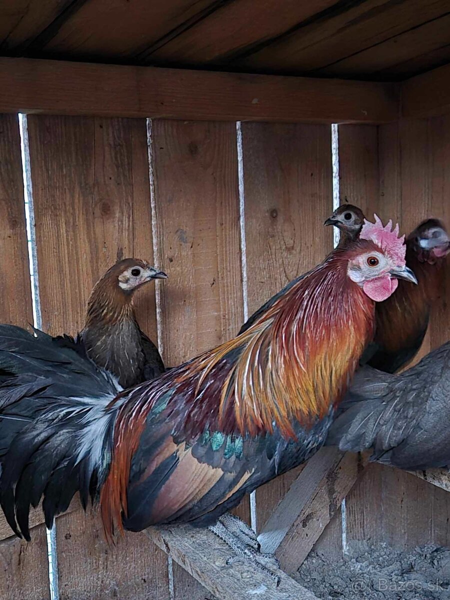 Kur bankivský - predám tohtoročný odchov- kohúty