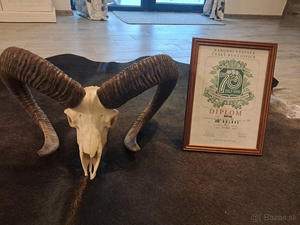 Trofeje, trofej, parozie, parohy