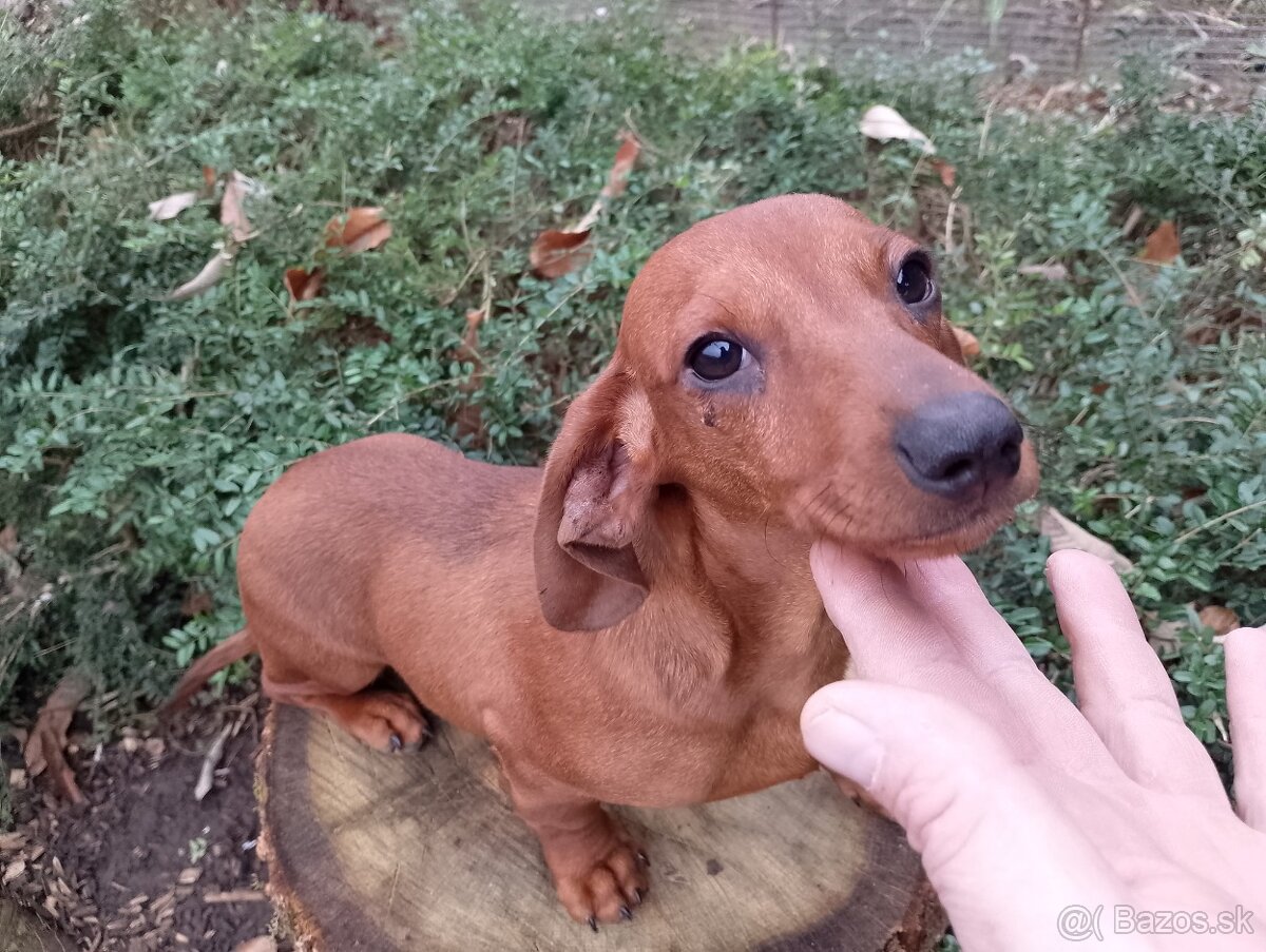 Jazvečík trpazliči