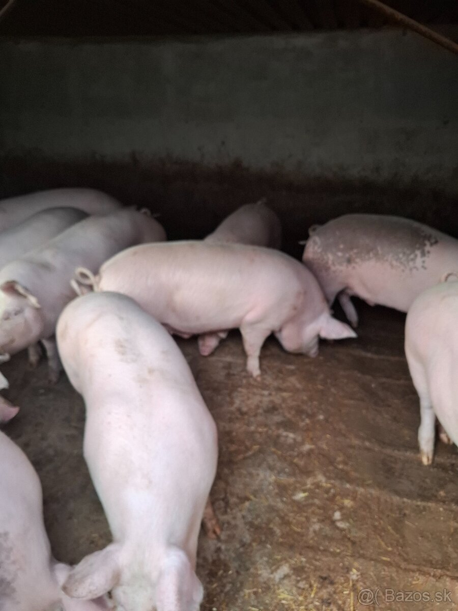 Dobry deň mame na predaj osipane