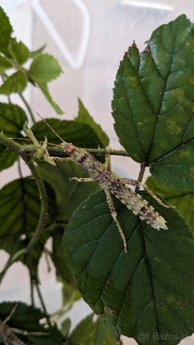 Eurycantha calcarata