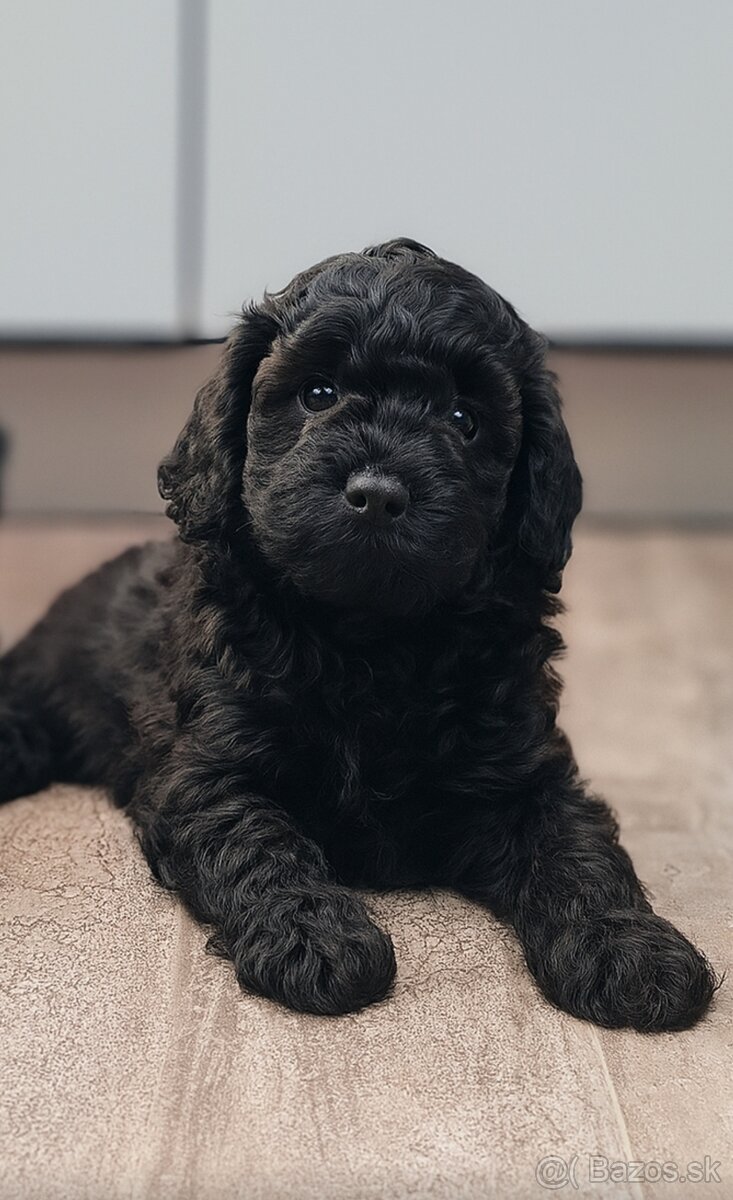 Maltipoo cavapoo Cockapoo