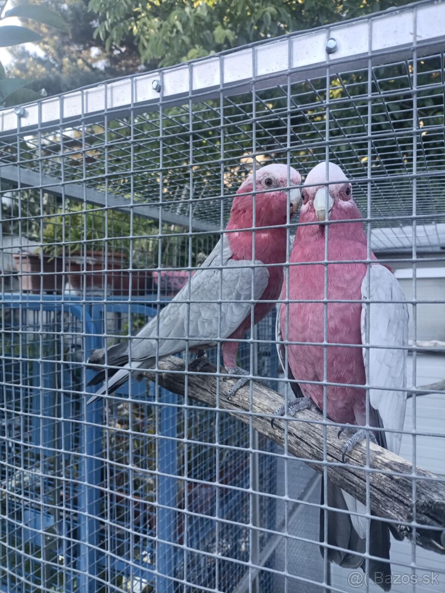 Kakadu ružovy