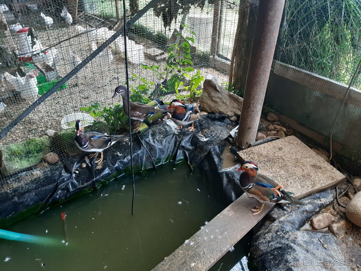 mandarínske kačičky