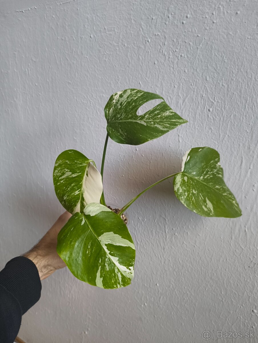 Monstera Deliciosa var.