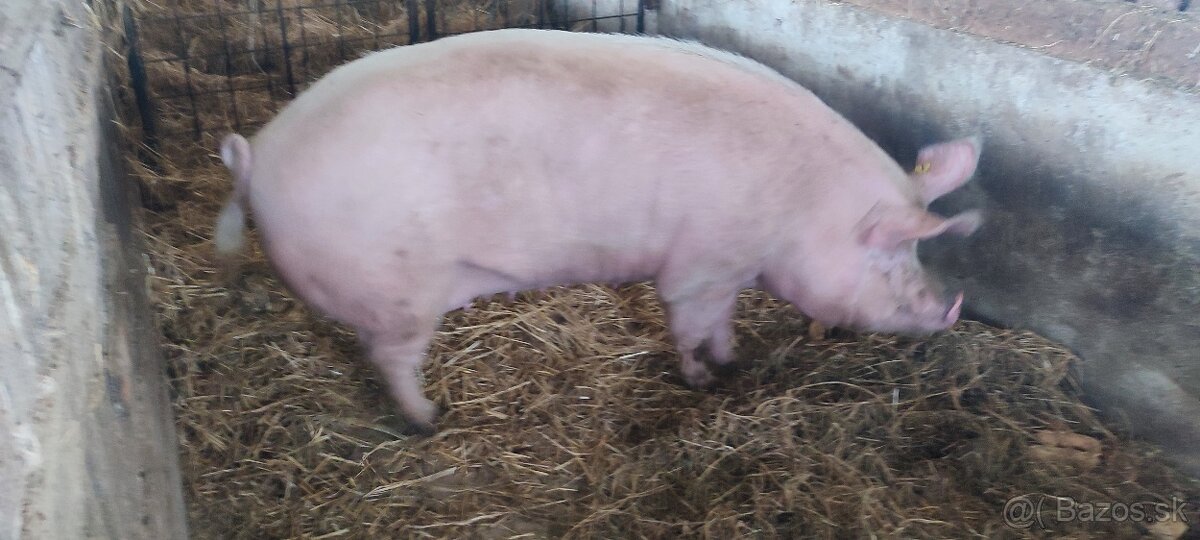 Predám prasnicu po prvých prasiatkach