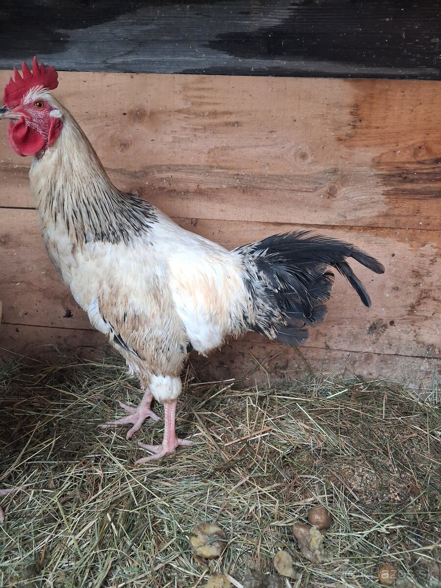 Predam mladeho kohuta