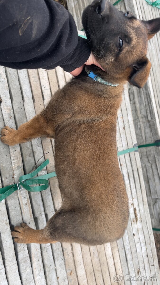 Belgicky ovciak X nemecky ovciak