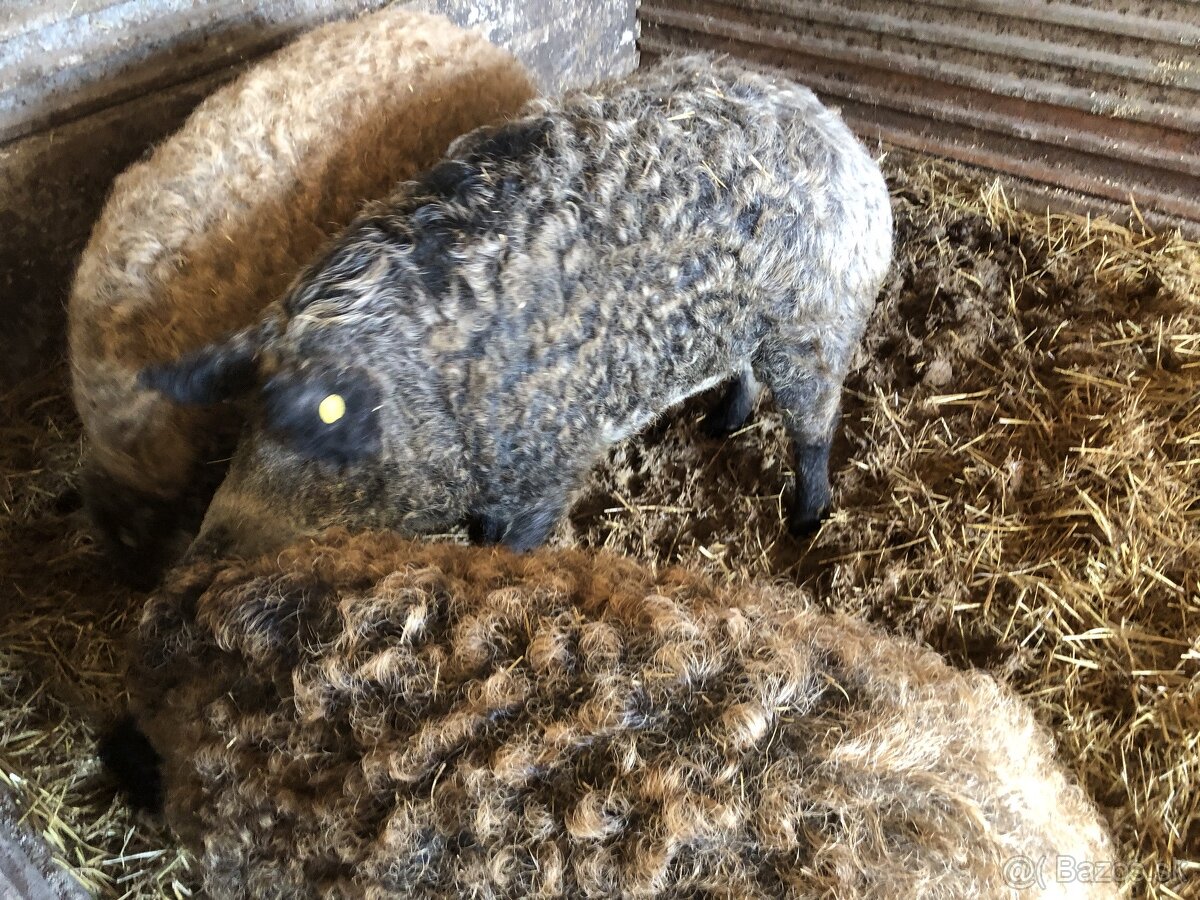 Jatočné ošípané