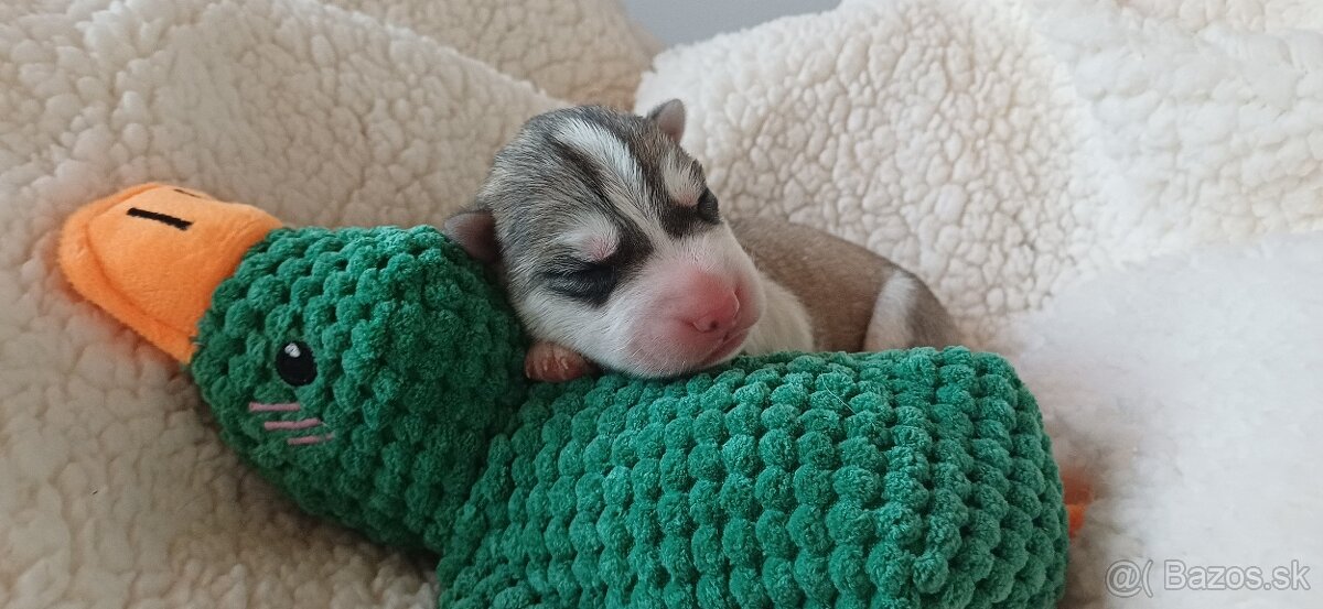 Sibiřský husky s pp