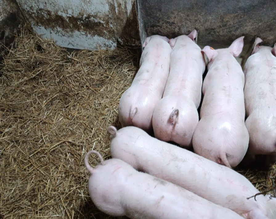 Odstavčta