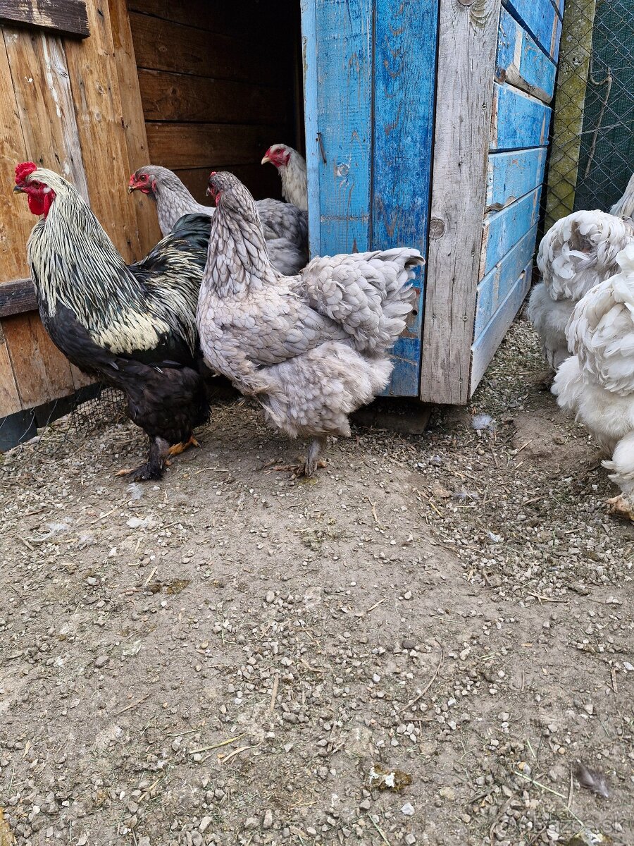 Brahmanky