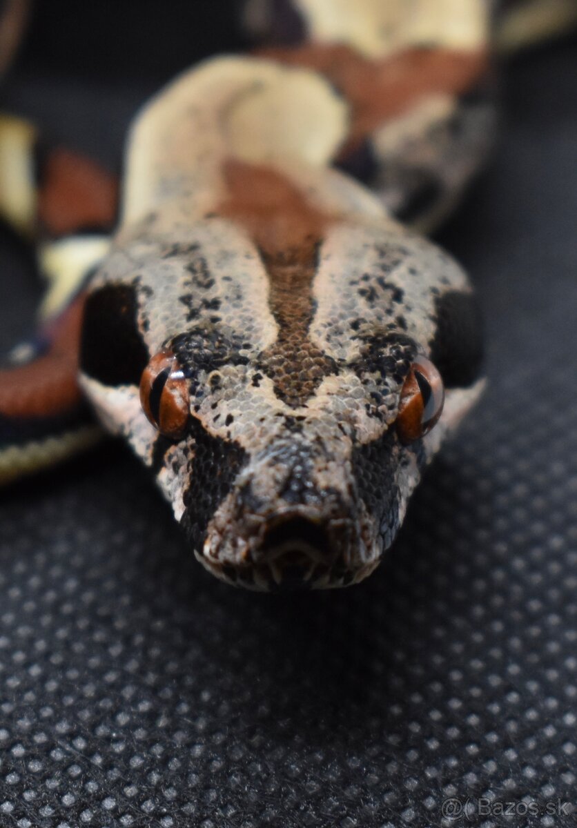 IMG Boa Constrictor