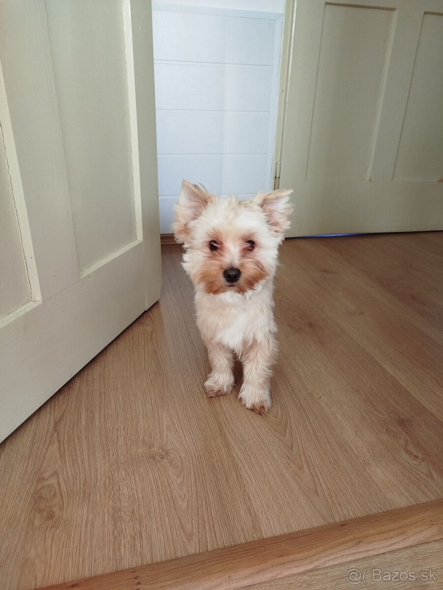 Yorkshire terrier