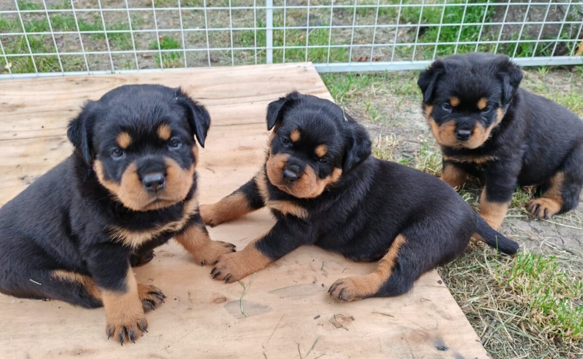 Šteniatka Rottweilera, Rottweiler, Rotvajler,Rottweiler s PP