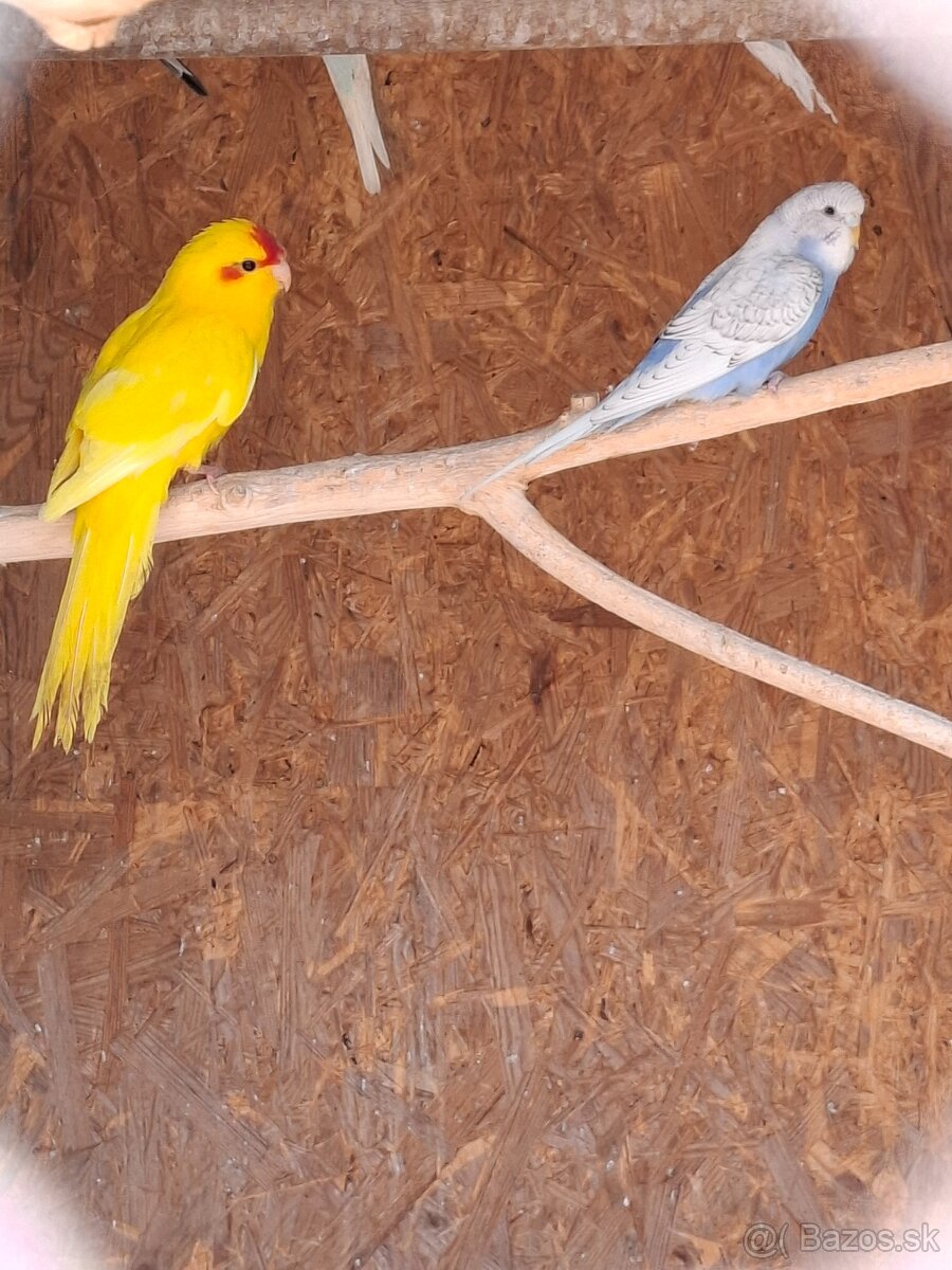 Kakariky a andulky