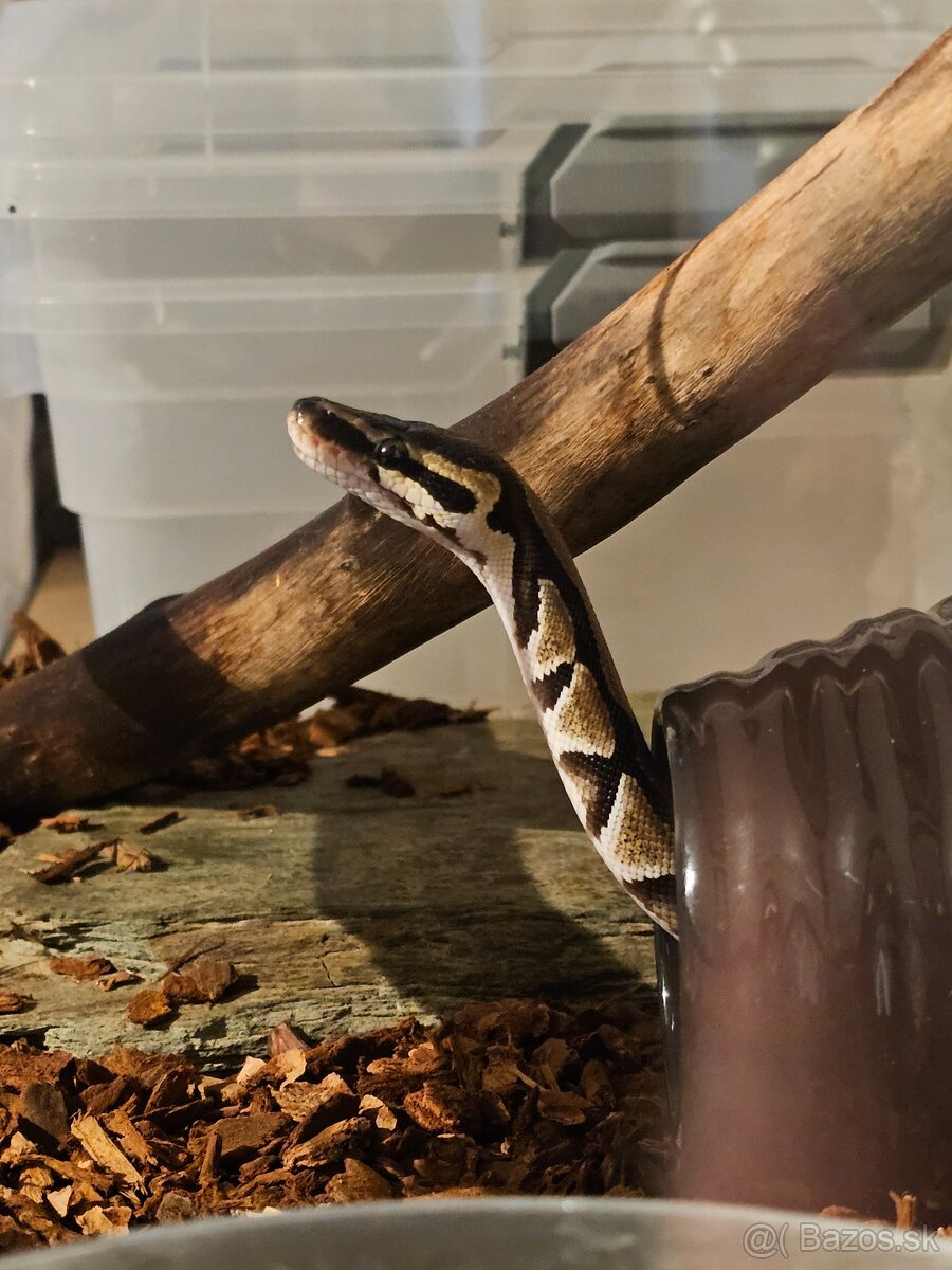 Python Regius - Pytón kráľovský - Ball Python