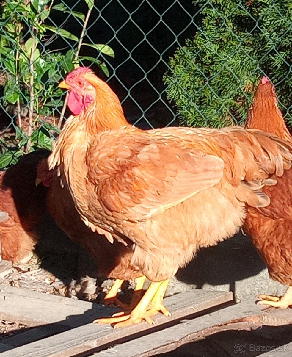 Kohút Oravka žltohneda