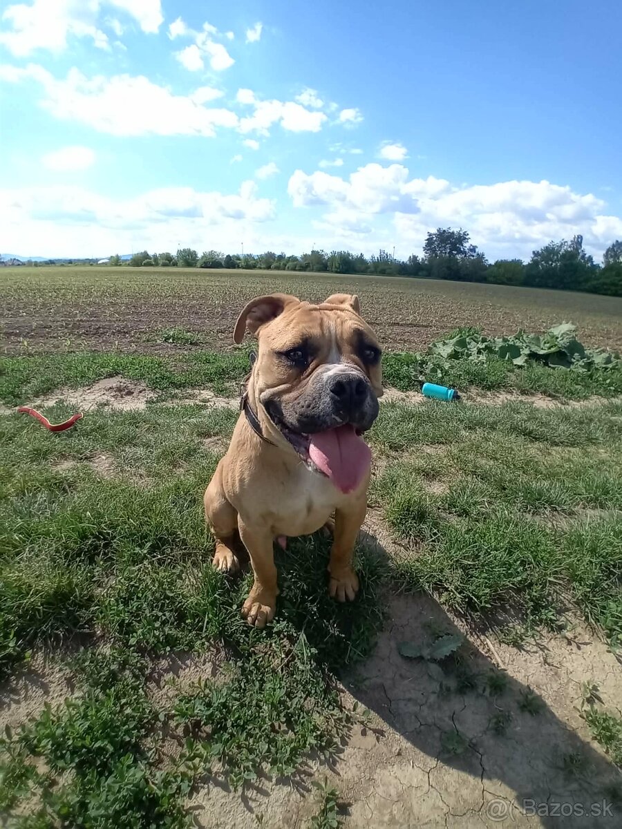 Kontinentálny buldog