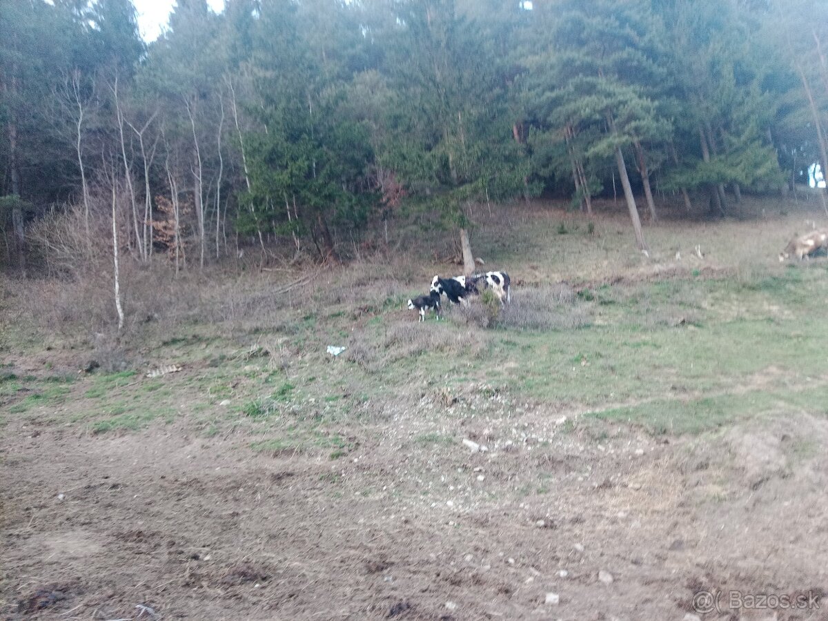 Krava