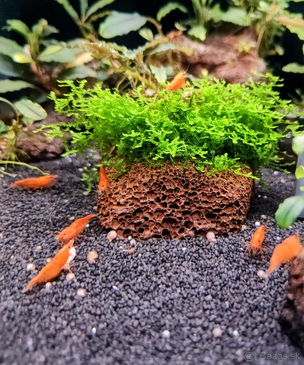 Predám krevetky Orange Sunkit Grade SS