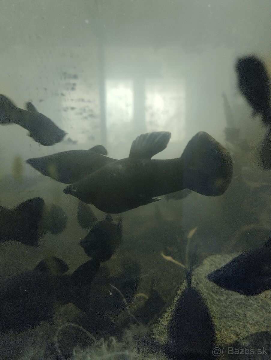 Predám black molly (poecilia sphenops)