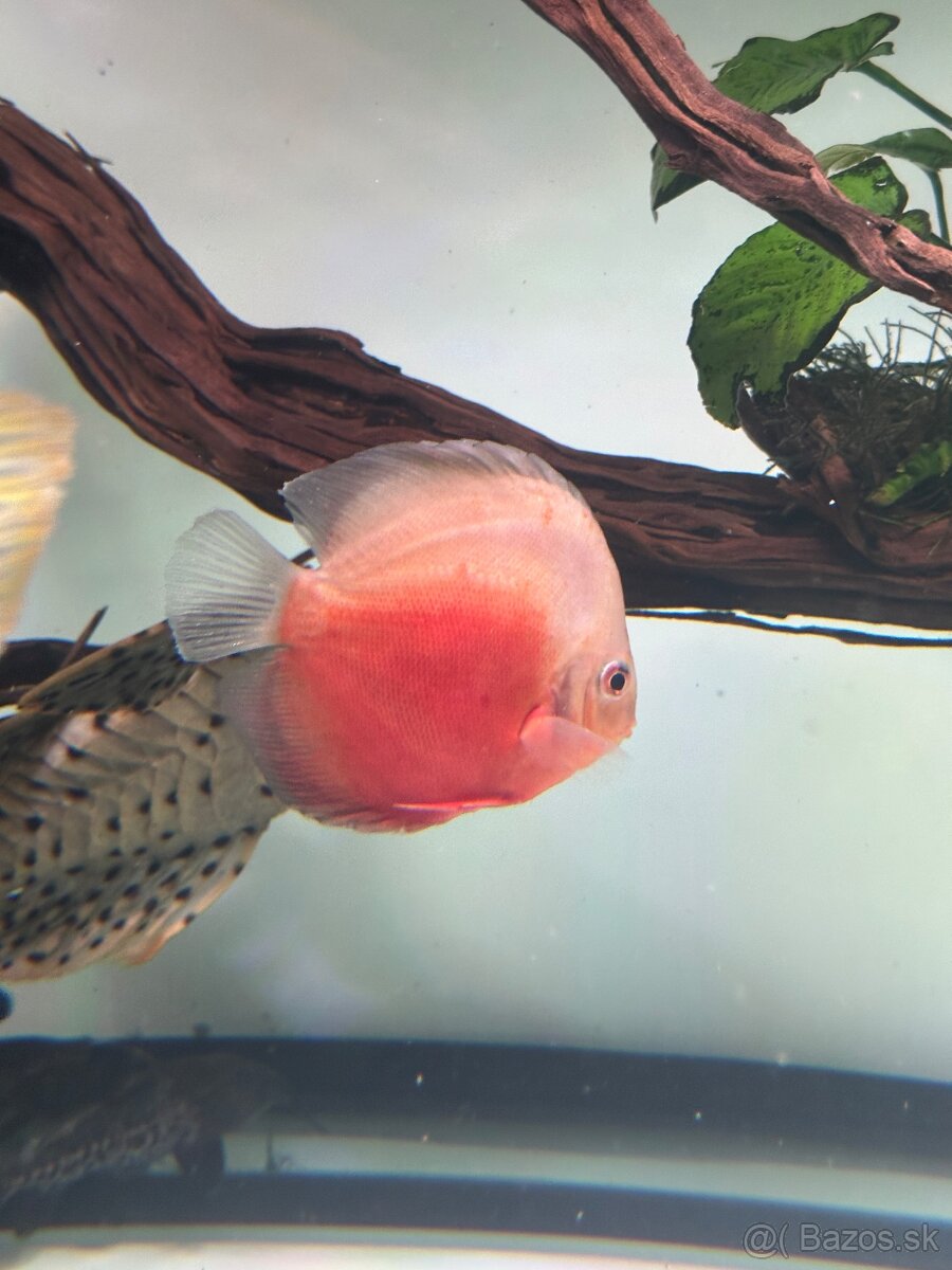 Discus, diskus