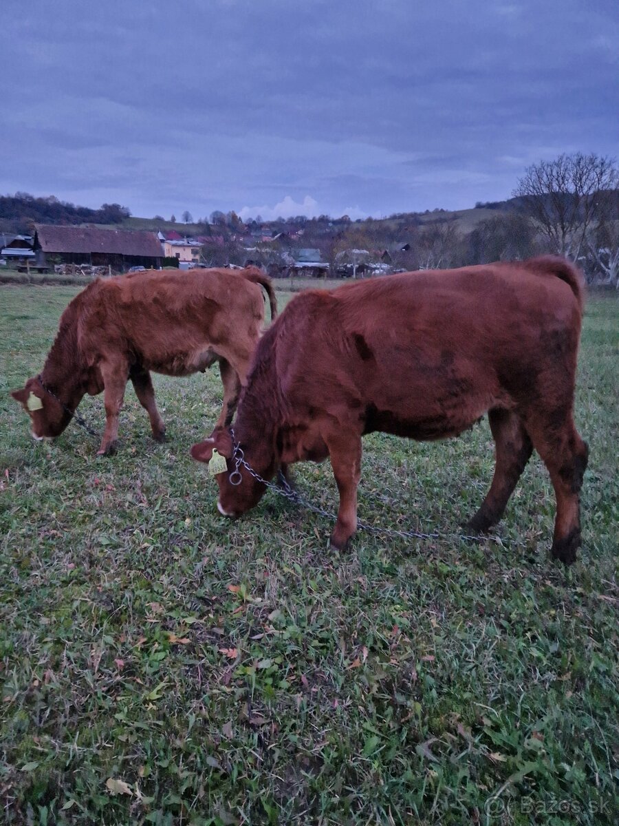 Predám jalovicku (jalovicu, teľa, býka, býčka ) za výhodnú