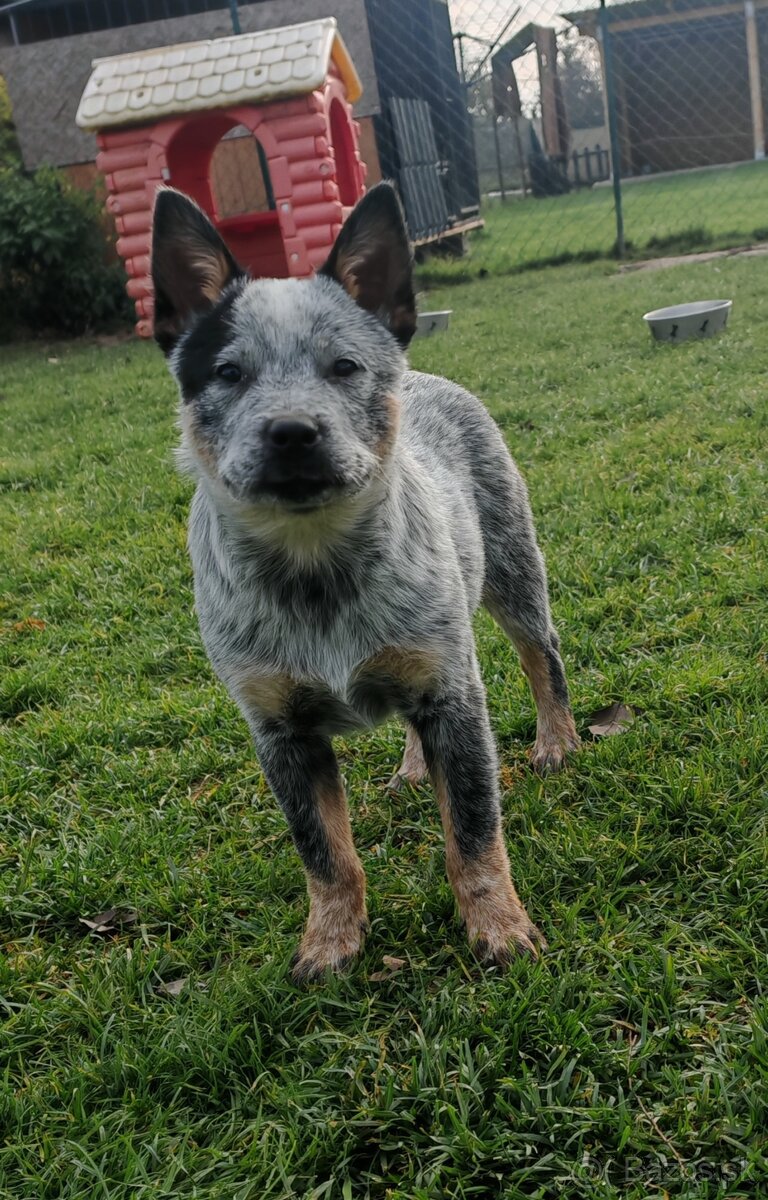 Australsky dobytkarsky pes