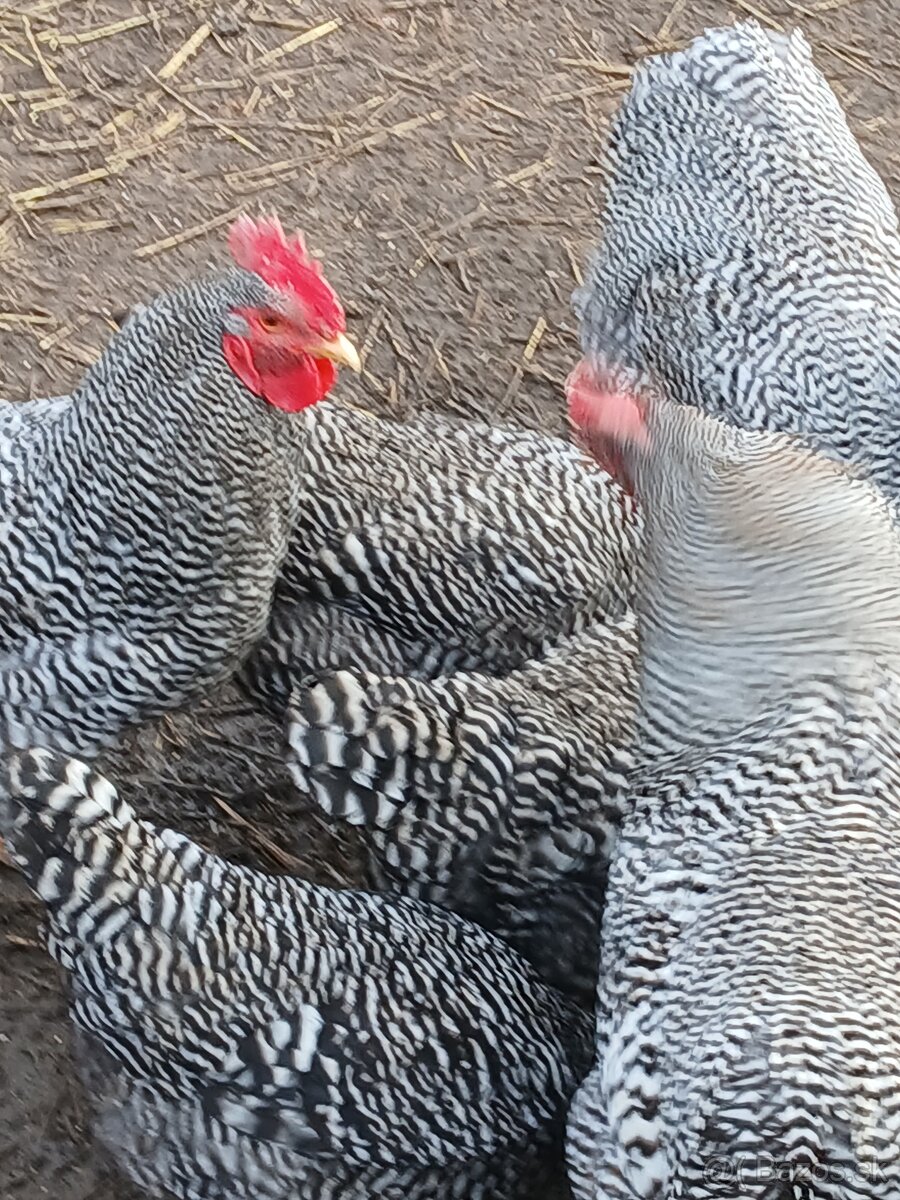 Predám nasado ve vajcia Amrox