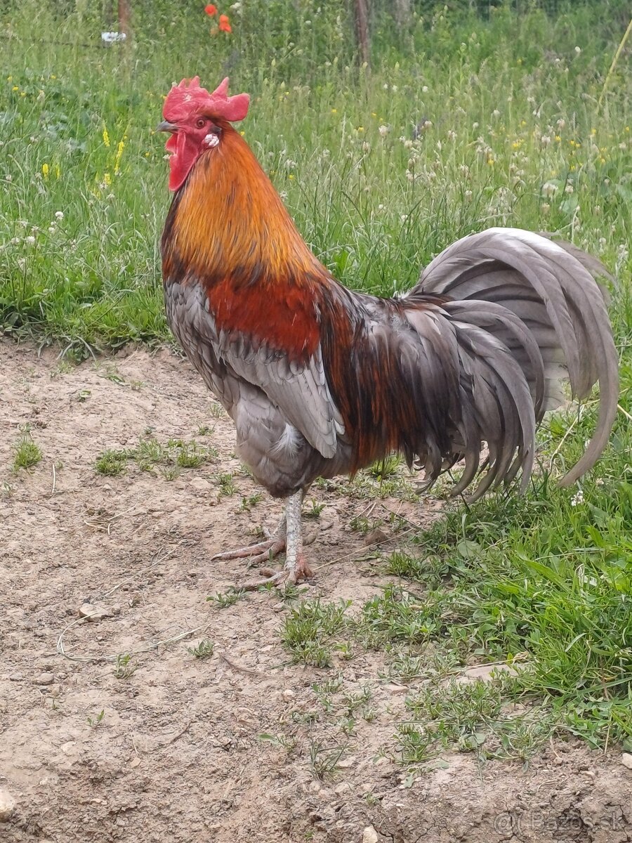 kohúty