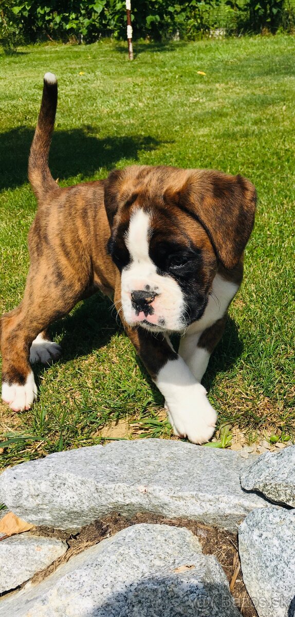 Nemecky boxer