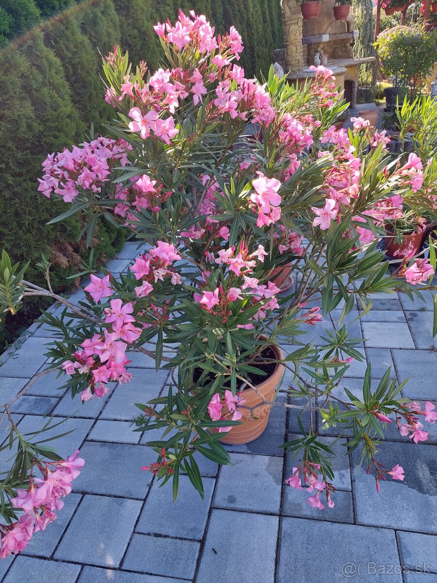 Ružový oleander 2ks - 110/120 cm