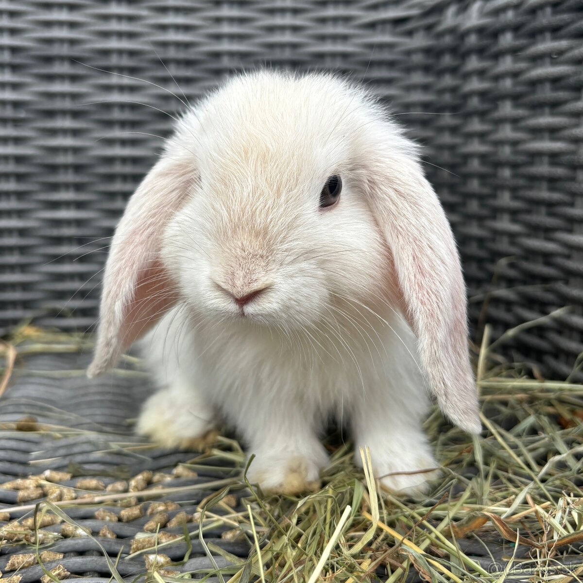 Samička Minilop OČKOVANÁ -BIOvýživa, odborný chov, VP