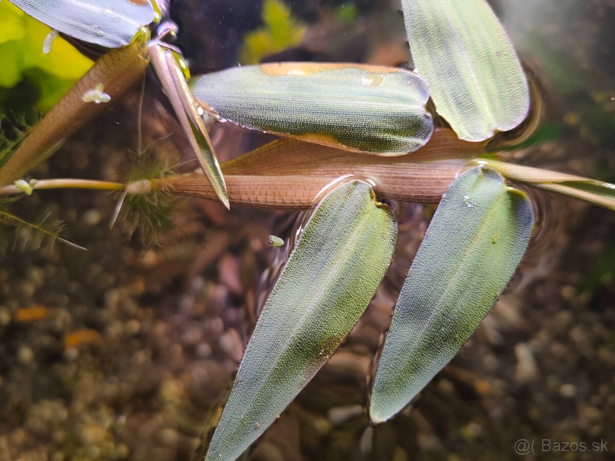 RASTLINY Z AKVARIApl