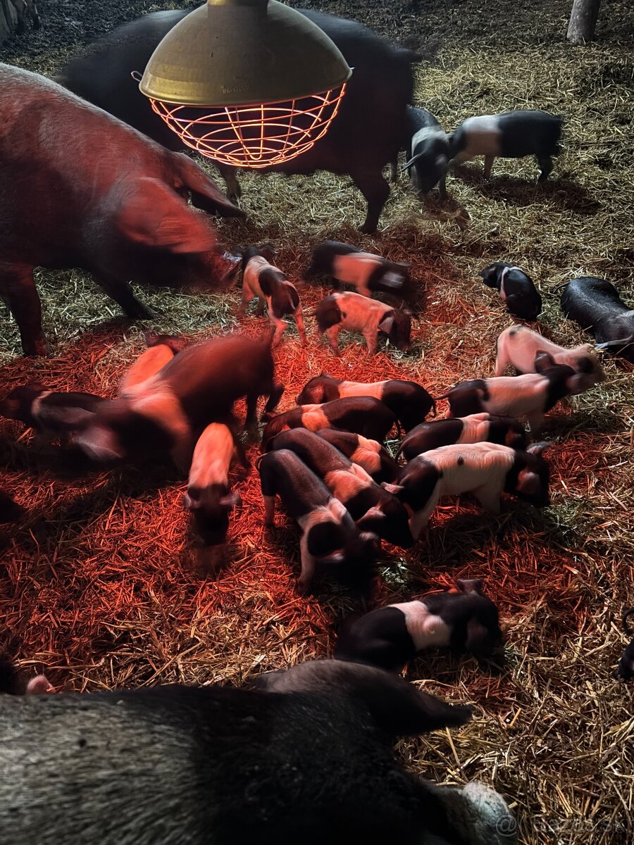 PRODEJ SELAT PŘEŠTICKÉHO ČERNOSTRAKATÉHO PRASETE