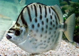 selenotoca multifasciata