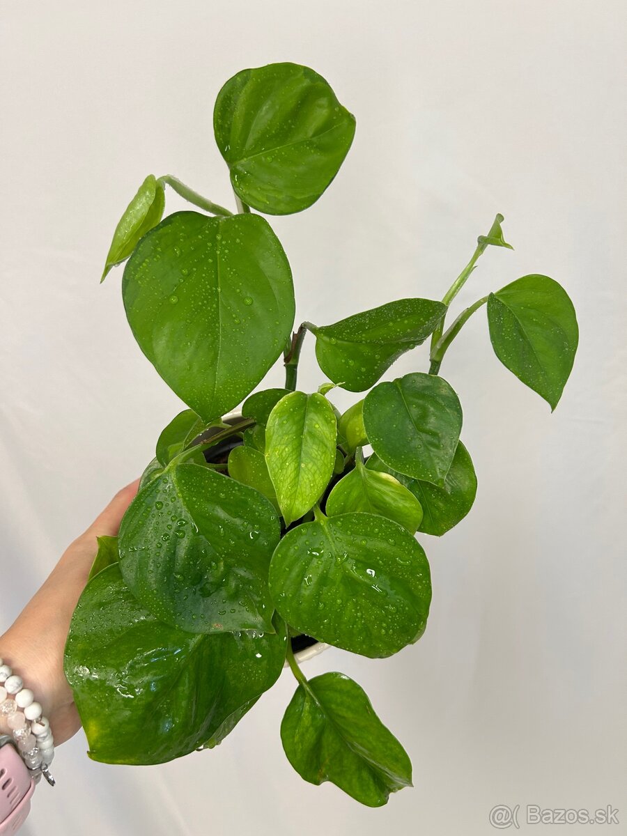 Epipremnum aureum ‘Global Green’