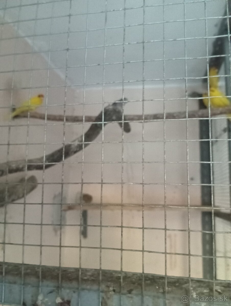 Kakariky