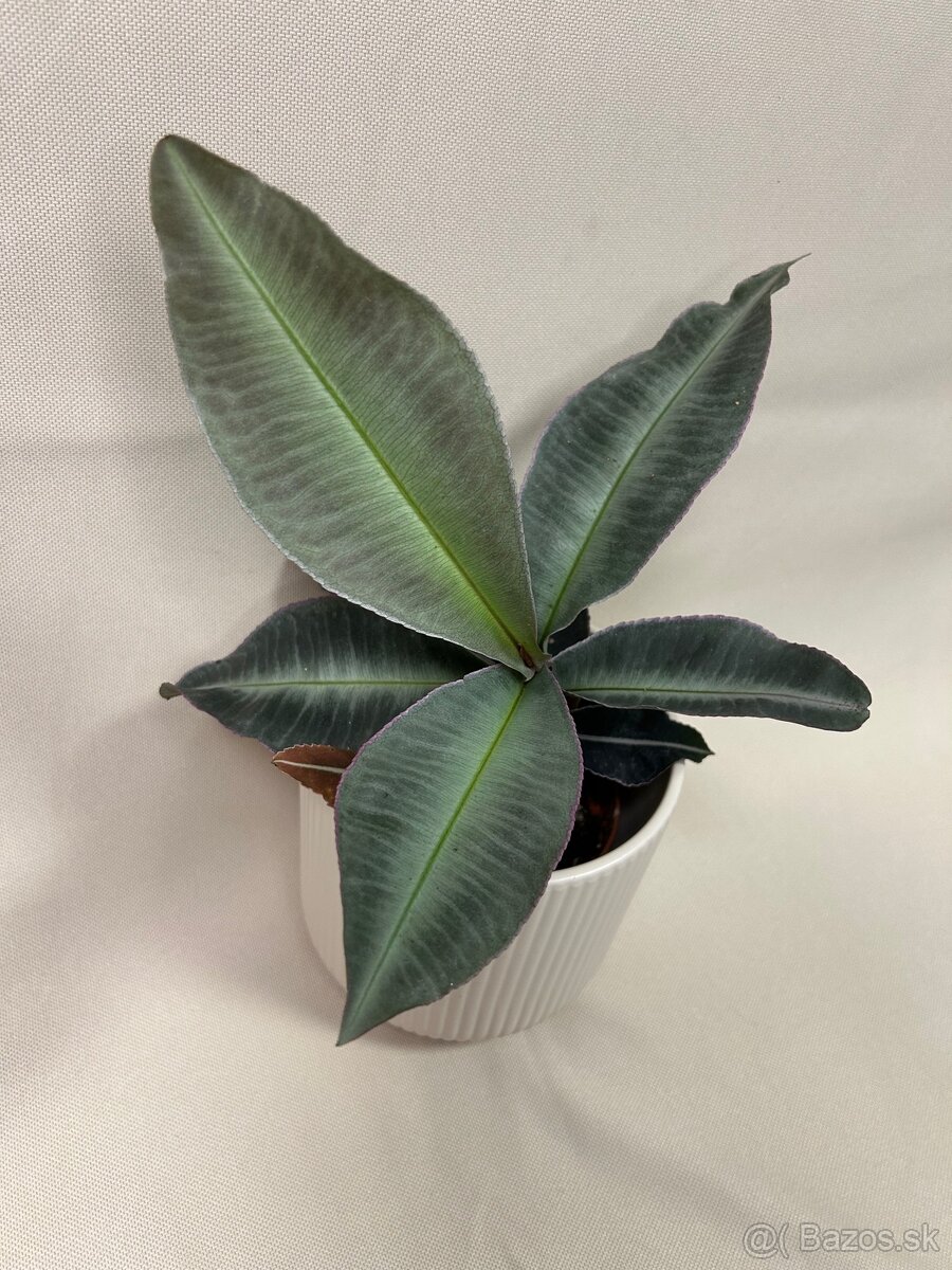 Labisia pumila