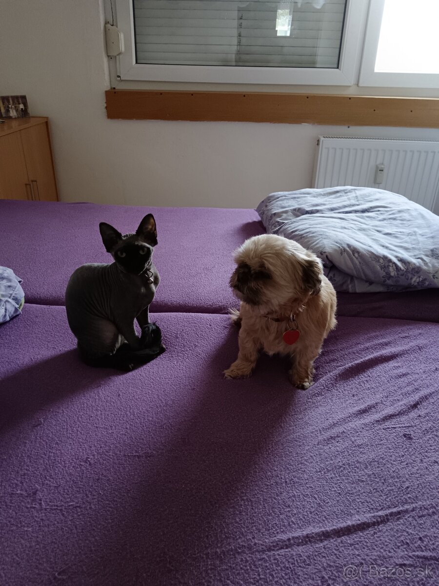 predám sphynx mačiatko