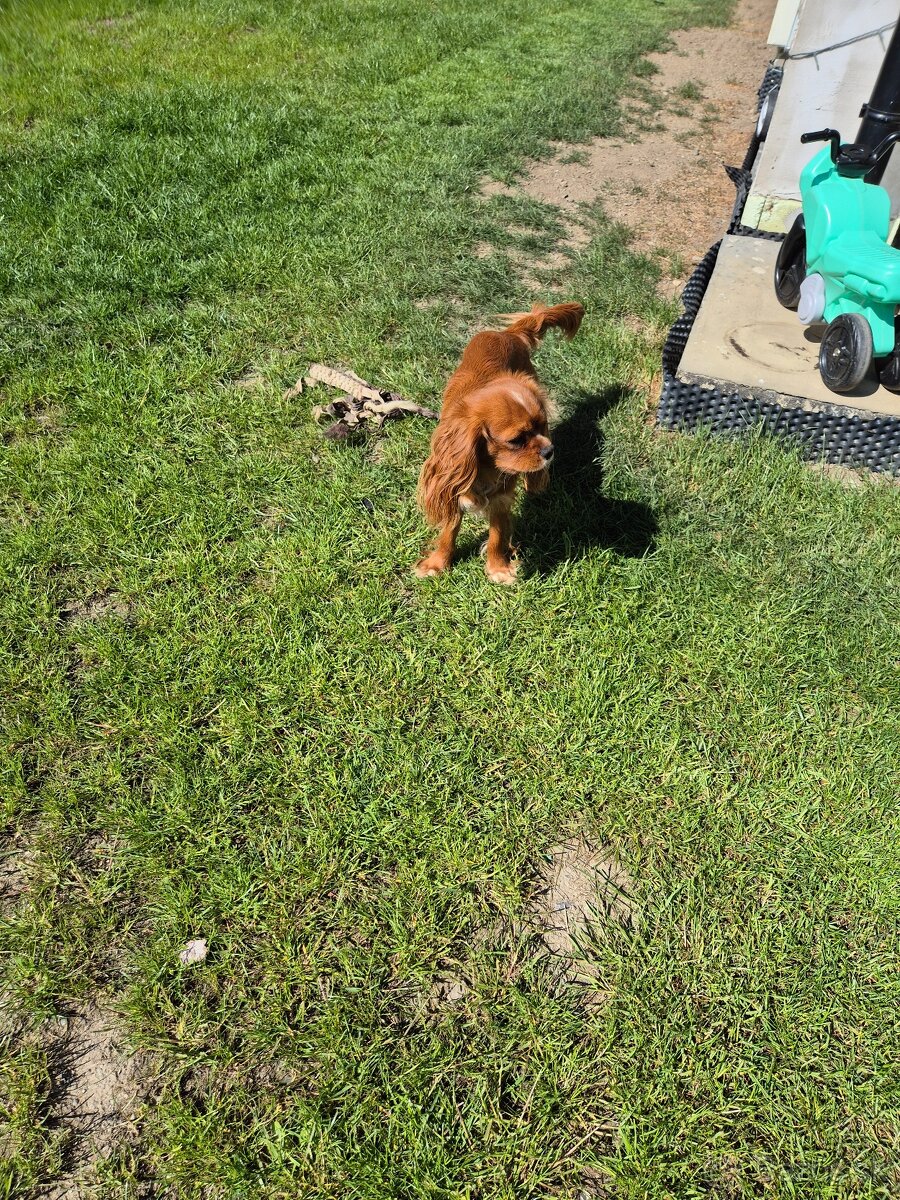Cavalier king Charles spaniel