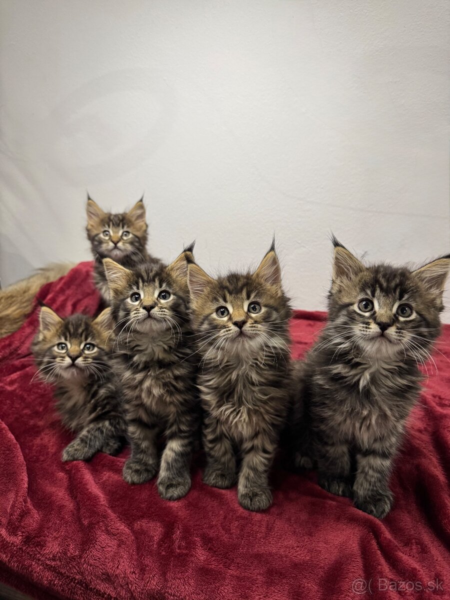 Mainská mývalia mačka / Maine Coon mačiatka
