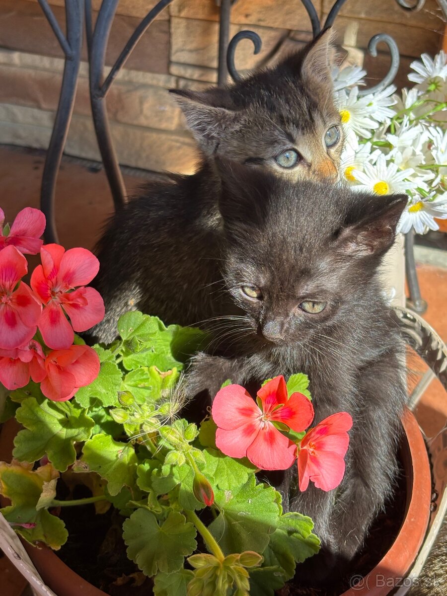 Kocurikovia / mačičky