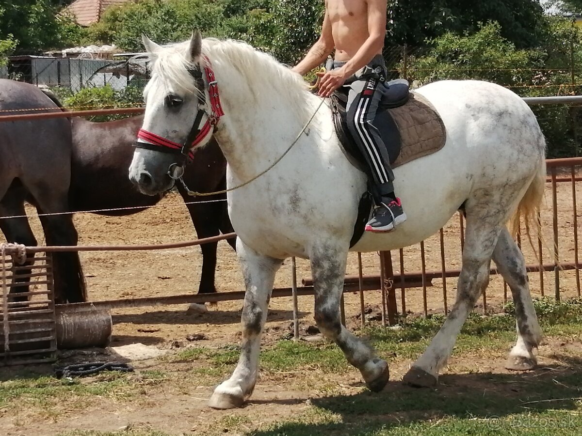 Kobyla na predaj
